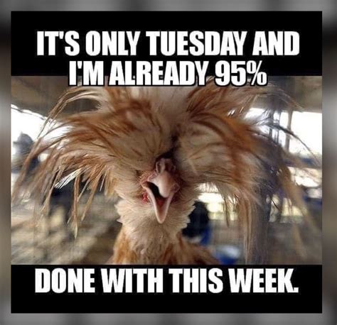 funny tuesday meme|hilarious tuesday work meme.